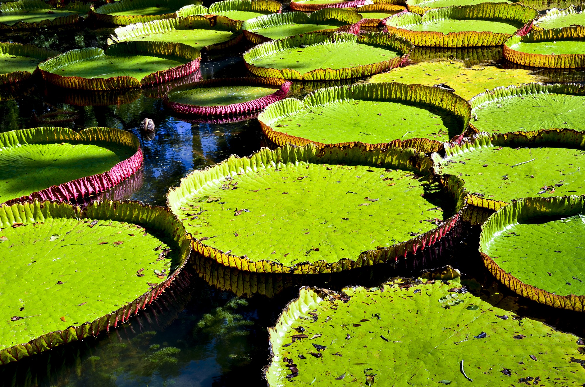 Botanischer Garten