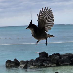 Schnorcheln im Blue Bay Marine Park