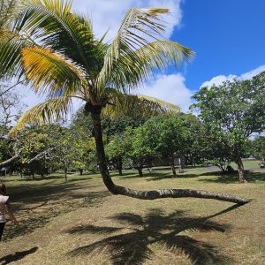 Botanischer Garten Pamplemousses