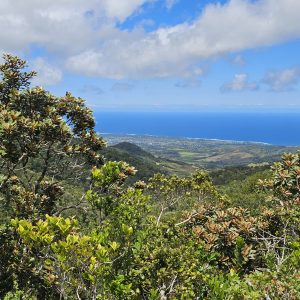 Black River Gorges Nationalpark – Regenwald und Wanderungen